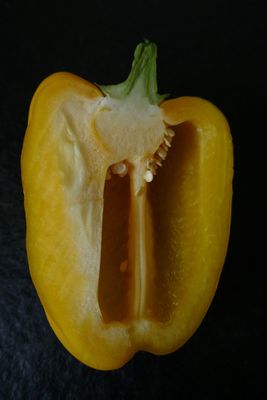 Yellow Summer 2025