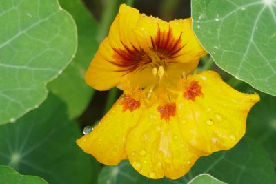 Monk's cress