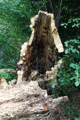 Sculptured by nature