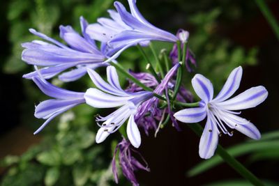 Agapanthus