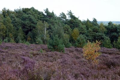 Birch tree
