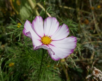 Bloom