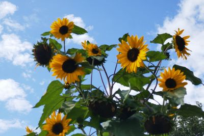 Sunflowers