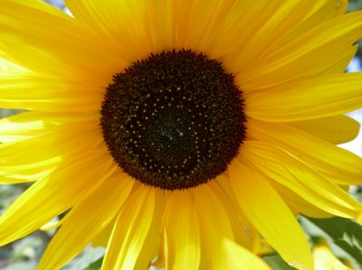 Sunflowwer
