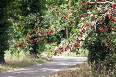 Beautiful August