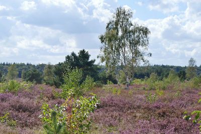 A haze of lilac