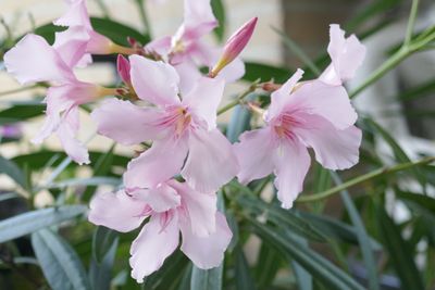Bloom