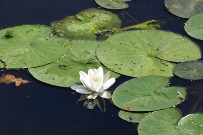White water lily