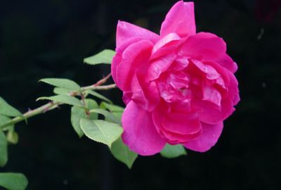 Bloom