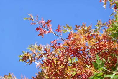 Oak leaves