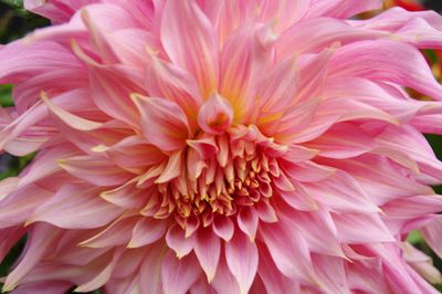Bloom