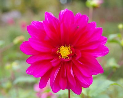 Dahlia Bisshop of Canterbury