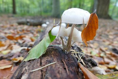 Porcelain fungus