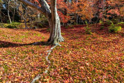 Kyoto Fall Foliage 2023