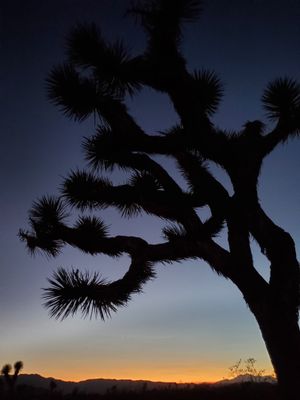 lv2024joshuatree