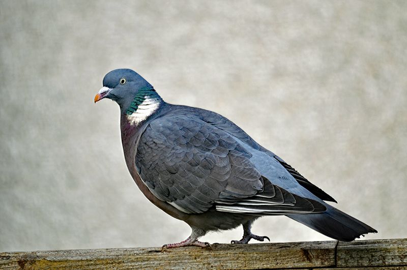 bird01.jpg