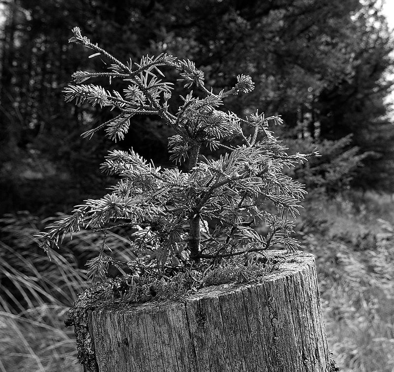 ds_15_102.jpg