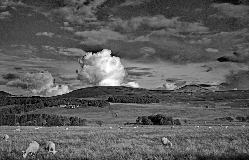 v205bw.jpg