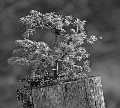 tamron_16_300