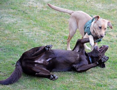 Photos of the dogs