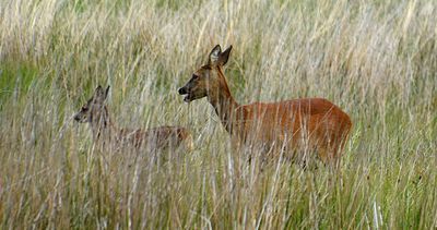 tamron_16_300