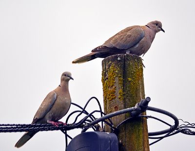 Sigma 150-500mm (Nikon F)