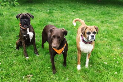 Photos of the dogs