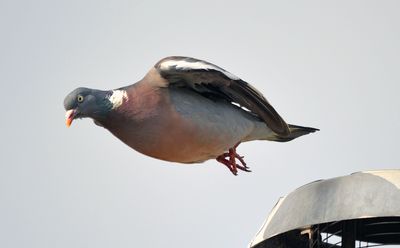 Sigma 150-500mm (Nikon F)