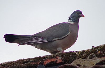 Sigma 400mm F5.6 (Pentax AF)