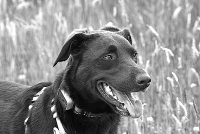 Photos of the dogs