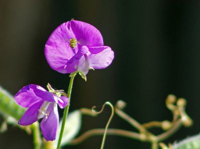 Sigma 400mm F5.6 (Pentax AF)