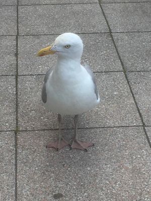 Vlissingen