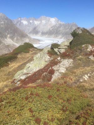Glacier de l'Aletsch