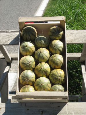 Chaud les melons !