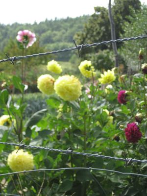 Je m'inquite pour les conditions de dtention des fleurs en Ardche