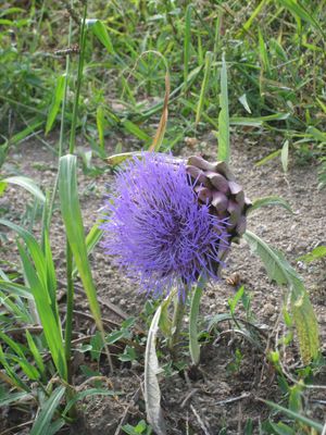 Une fleur que n'aurait pas renie Indochine  l'poque de 3me sexe