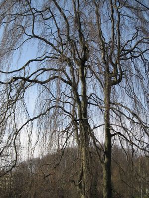 Un arbre en pleurs