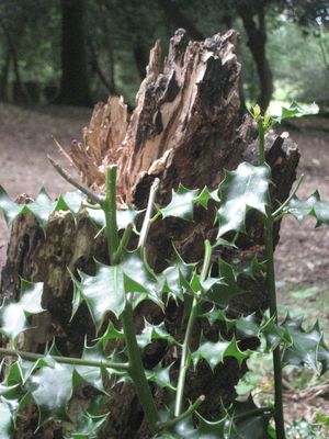 Parc national New Forest prs de Lymington