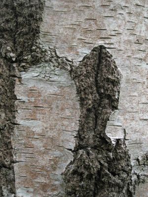 Parc national New Forest prs de Lymington