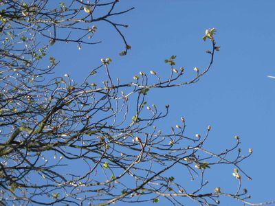 Vive le printemps !