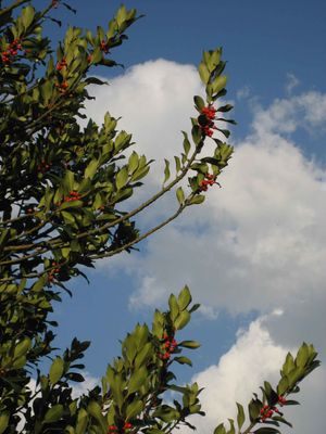 Le buisson Croy vers le ciel