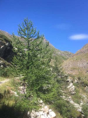 Massif du Mont-Cenis