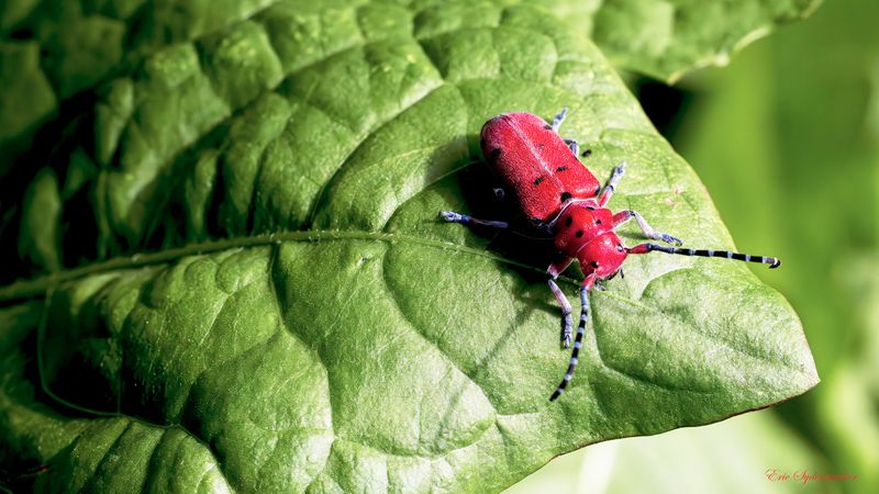 _A1A9237-RedBug50.jpg