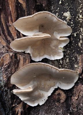 mushrooms_2023