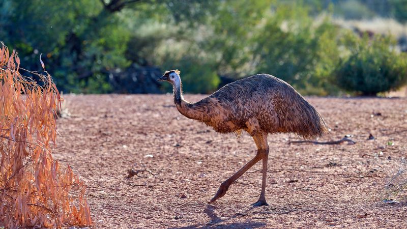 Emu