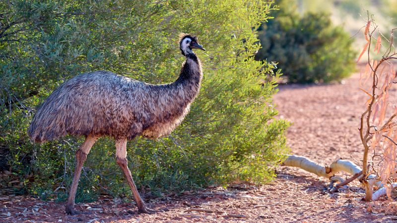 Emu