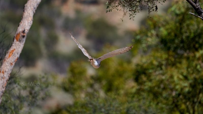Barn Owl