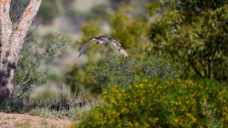 Barn Owl