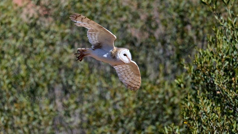 Barn Owl