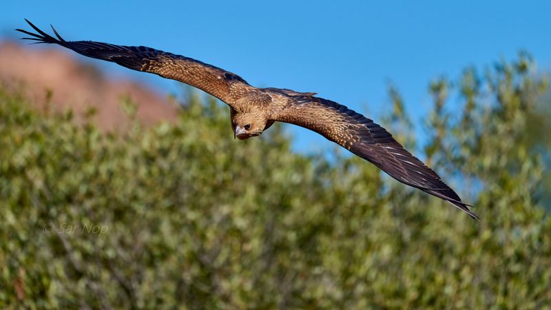Whistling Kite